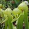 Cobra Lily (Arisaema)