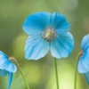 Himalayan Blue Poppy (Meconopsis betonicifolia)