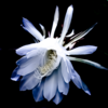 Brahma Kamal (Saussurea obvallata)