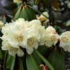 Rhododendron (Buransh)