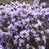Neelakurinji (Strobilanthes kunthiana)