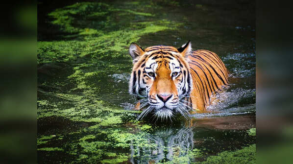 Ustad, Ranthambore (Rajasthan)
