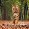 Machli, Ranthambhore (Rajasthan)
