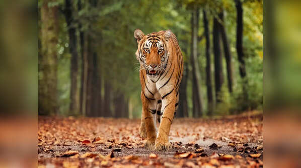 Machli, Ranthambhore (Rajasthan)
