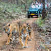 Collarwali, Pench (Madhya Pradesh) 