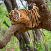 Riddhi, Ranthambhore (Rajasthan) 