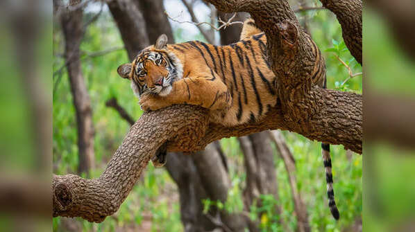 Riddhi, Ranthambhore (Rajasthan)