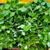 Fenugreek 