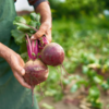 Beetroot 