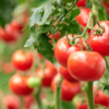 Tomatoes 
