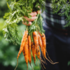 Carrots 