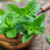Soothes digestion and settles the stomach 