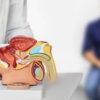 Back, hip, or pelvic pain that lingers