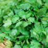 Coriander leaves
