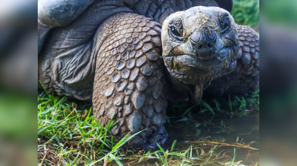 Galapagos National Park (Ecuador)