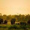 Kruger National Park (South Africa)