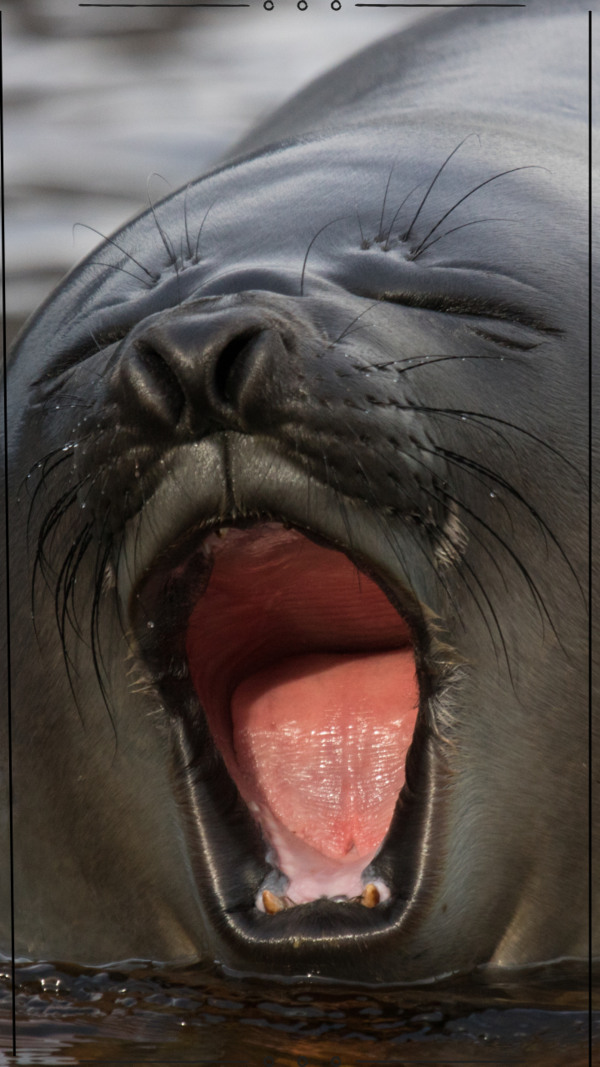 Seal