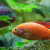 Cichlids