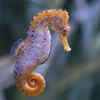 Seahorses