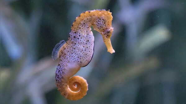 Seahorses