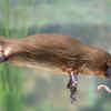 Platypus