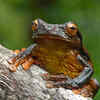 Surinam Toads