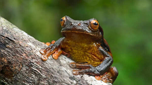 Surinam Toads