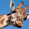Giraffes