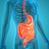 Supports smooth digestion