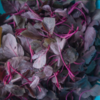 Amaranth leaves (chaulai)