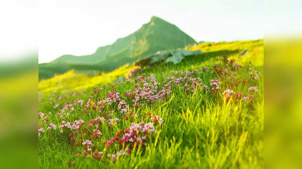 Nanda Devi and Valley of Flowers National Parks, Uttarakhand