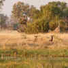 Manas National Park, Assam