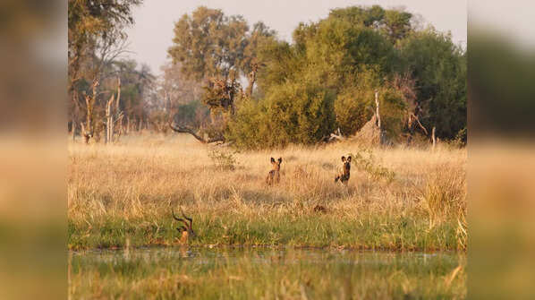 Manas National Park, Assam