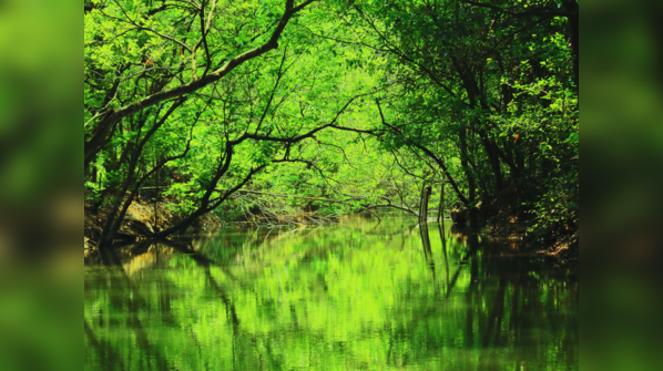 Sundarbans Forest, West Bengal