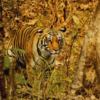 Pench National Park, Madhya Pradesh-Maharashtra
