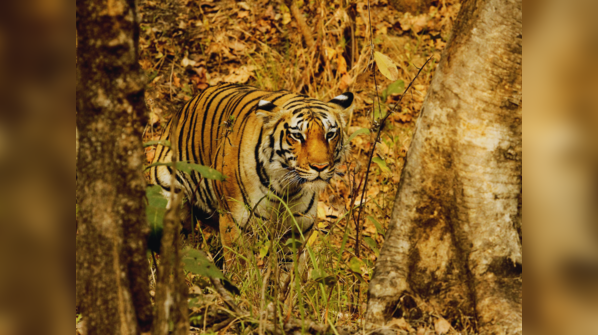 Pench National Park, Madhya Pradesh-Maharashtra