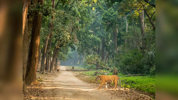 Jim Corbett National Park, Uttarakhand