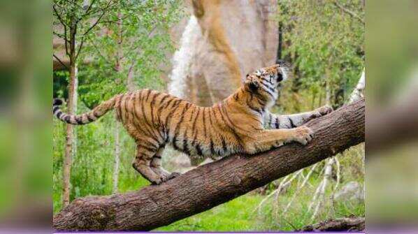 Kanha National Park, Madhya Pradesh
