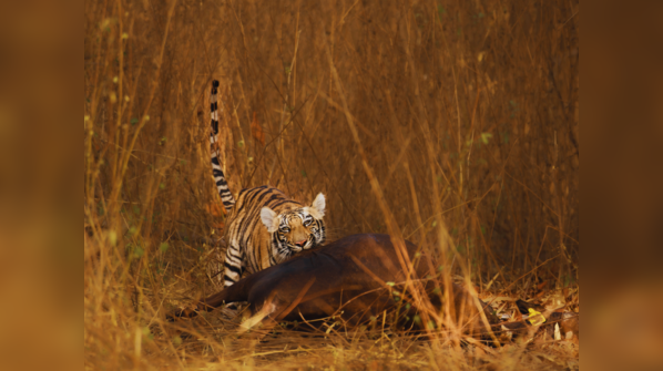 Tadoba-Andhari Tiger Reserve, Maharashtra