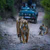 Ranthambhore National Park, Rajasthan
