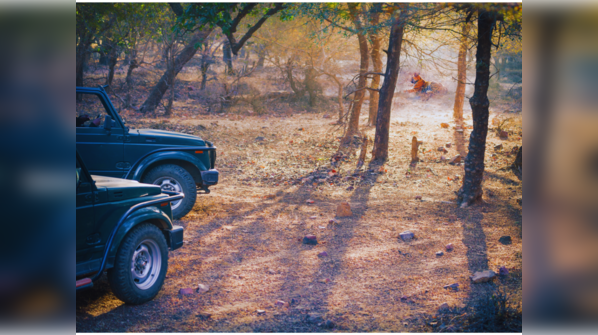 Top 7 tiger reserves in India ranked by sighting probability