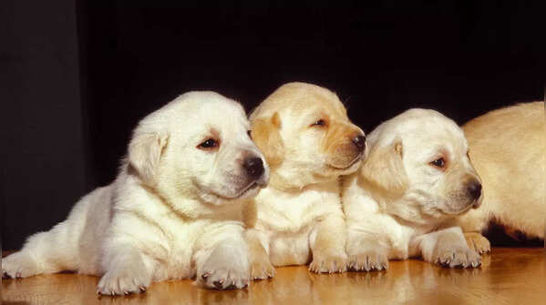 3 tips to take care of your Labrador puppy