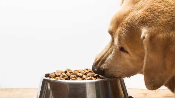 Labradors love to eat