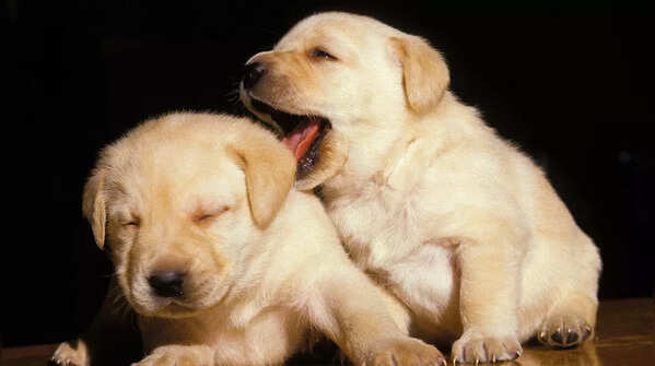 Things to know before getting a Labrador pup