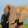 Article image for: African elephant