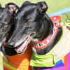 Greyhound