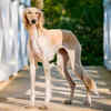 Saluki