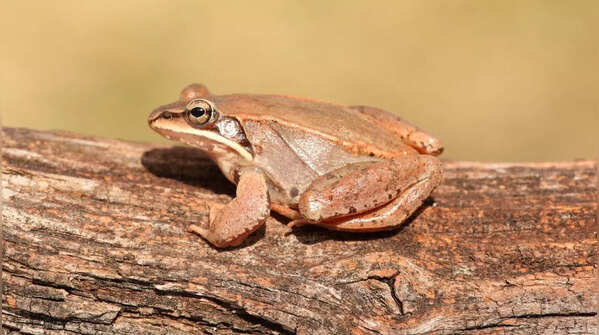 Wood Frog