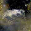 Tardigrades