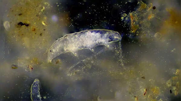 Tardigrades